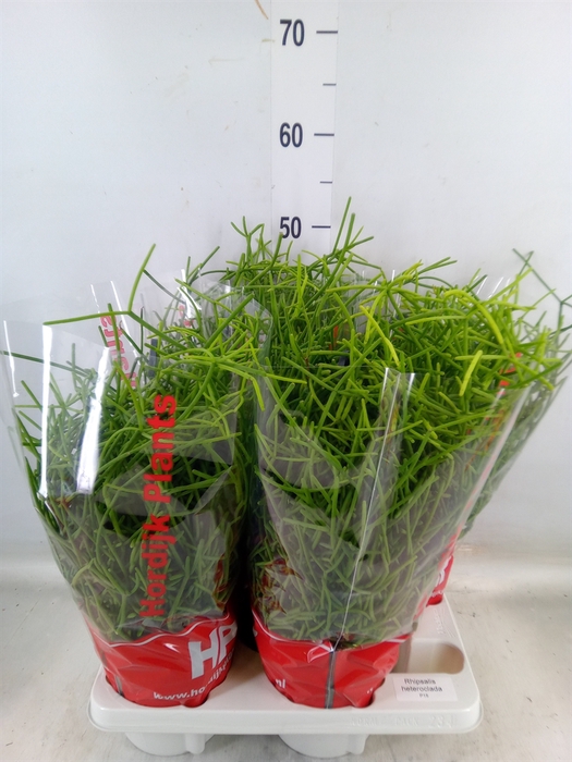 <h4>Rhipsalis heteroclada</h4>