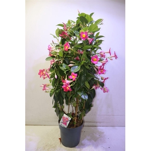 Mandevilla Ov