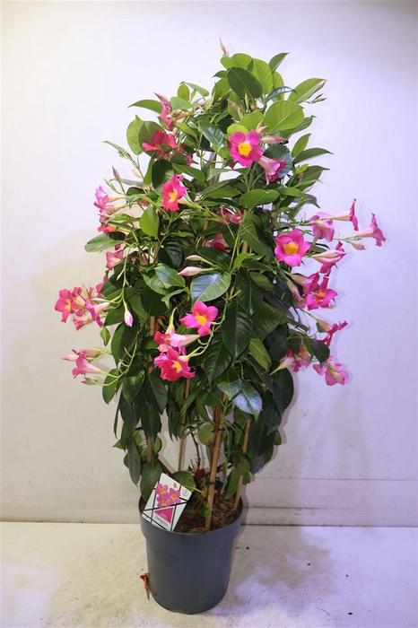 <h4>Mandevilla Ov</h4>