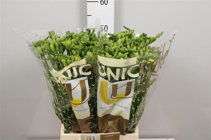 <h4>Fr Du Belleville</h4>