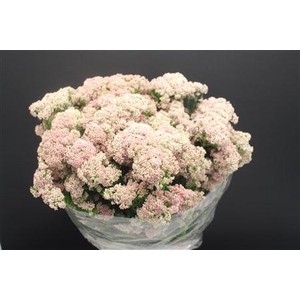 Ozo Rice Flower Licht Rose