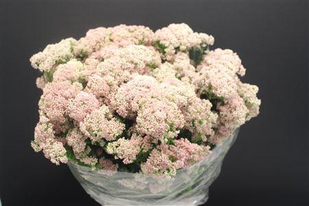 <h4>Ozo Rice Flower Licht Rose</h4>