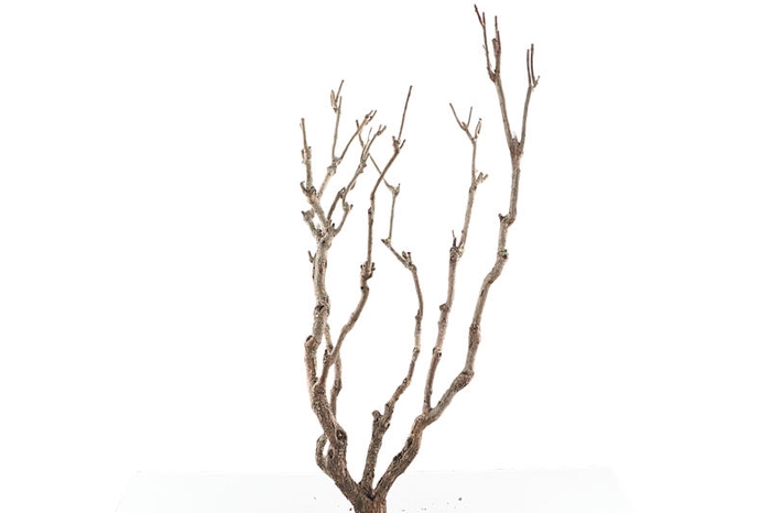 Syringa Branch Super Kvandal