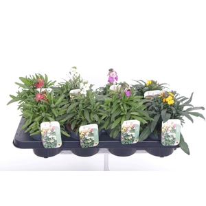 Erysimum linifolium mix