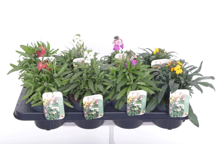 <h4>Erysimum linifolium mix</h4>