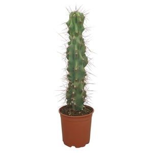 Cereus per. 'Monstrosus'