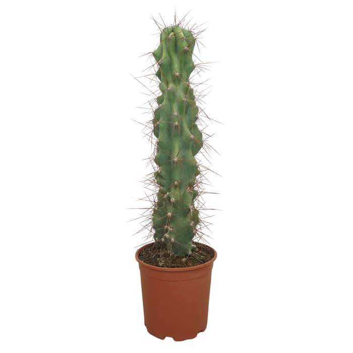 <h4>Cereus per. 'Monstrosus'</h4>