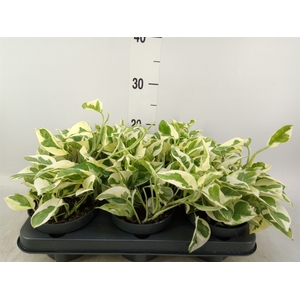 Epipremnum pinn. 'NJoy'