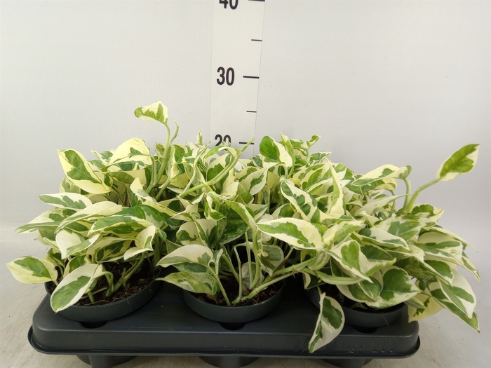 <h4>Epipremnum pinn. 'NJoy'</h4>