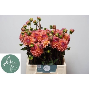 Dahlia Sebastian Aert