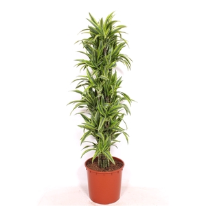 Dracaena Lemon Lime