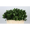 Ruscus