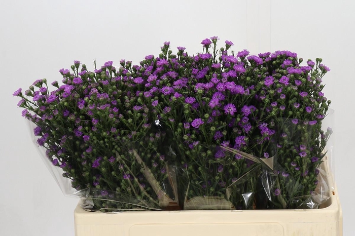 <h4>Aster Baby Pink</h4>