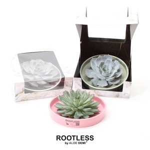 ROOTLESS Echeveria, Octopus bowl - marble box