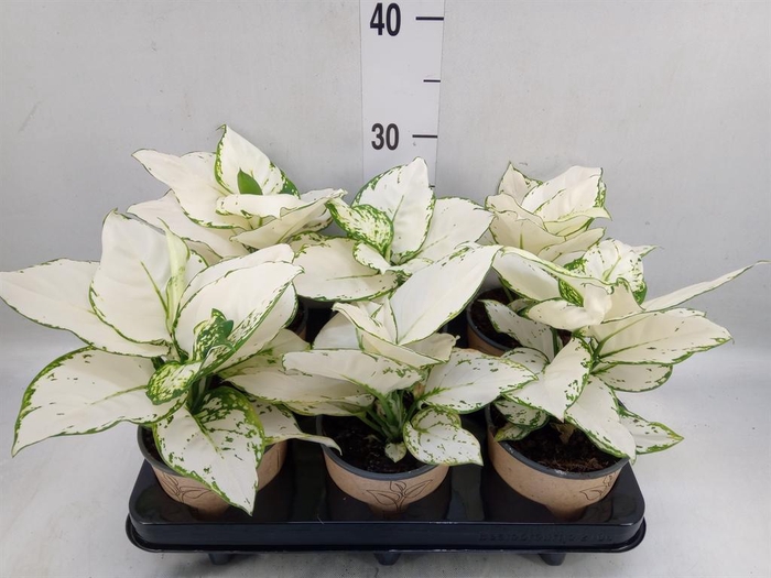 <h4>Aglaonema   ...</h4>