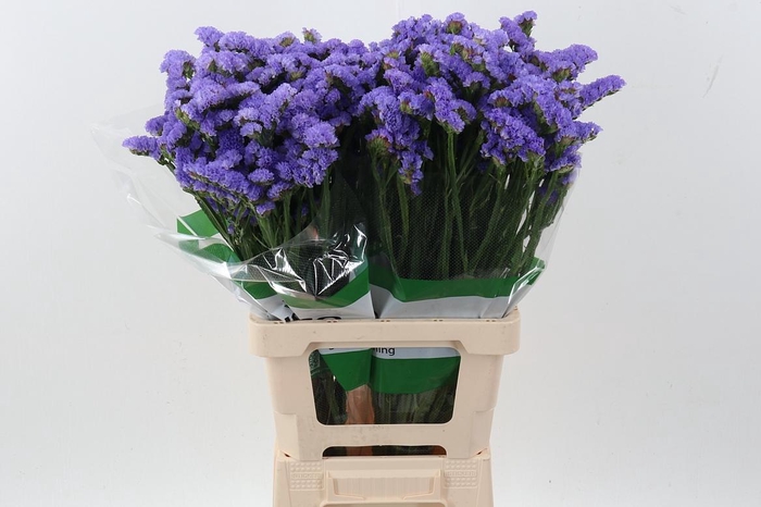 <h4>Lim S Sky Wings Fu</h4>