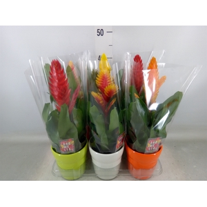 Vriesea   ...mix 6