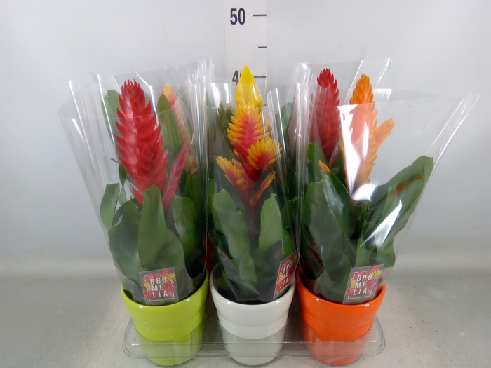 <h4>Vriesea   ...mix 6</h4>