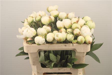 <h4>Paeo L Mme Cl Tain</h4>