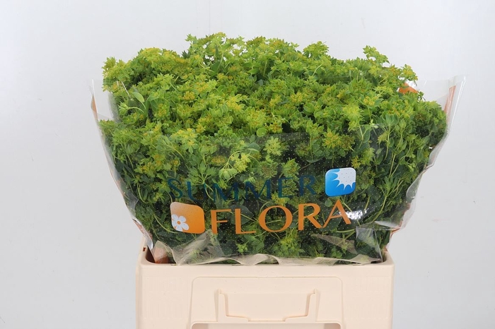 <h4>Bupleurum Griffithii</h4>