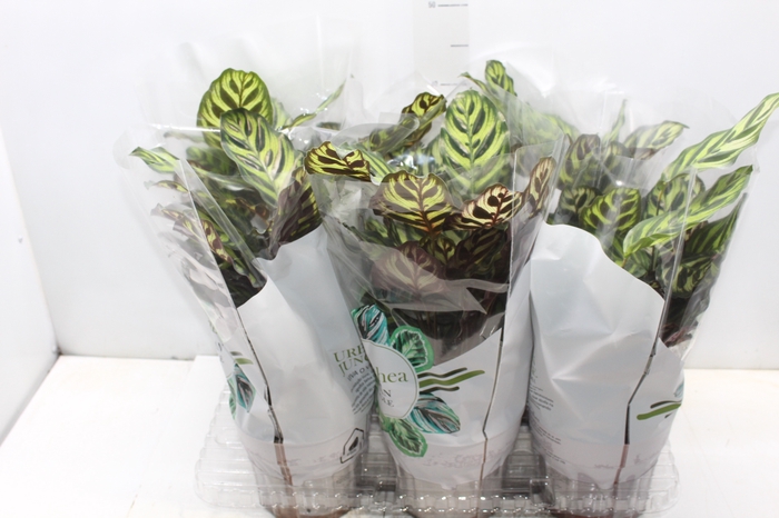 <h4>CALATHEA MAKOYAMA P17</h4>