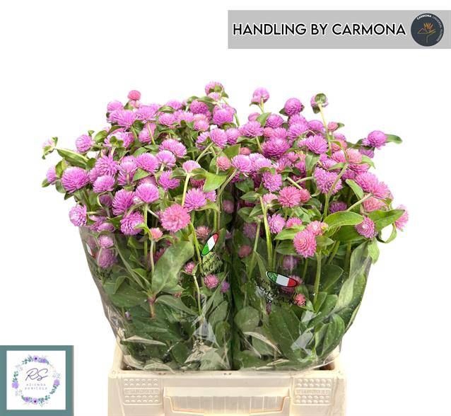 <h4>GOMPH PURPLE SPRAY</h4>