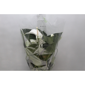 ANTHURIUM WHITE WINNER P17