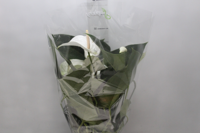 <h4>ANTHURIUM WHITE WINNER P17</h4>