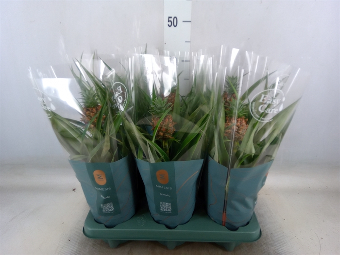 <h4>Ananas  'Mi Amigo'</h4>