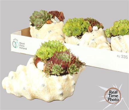 <h4>Arr Sempervivum</h4>