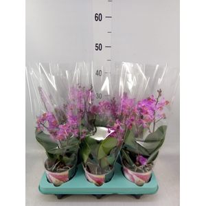 Phalaenopsis   ...lilac