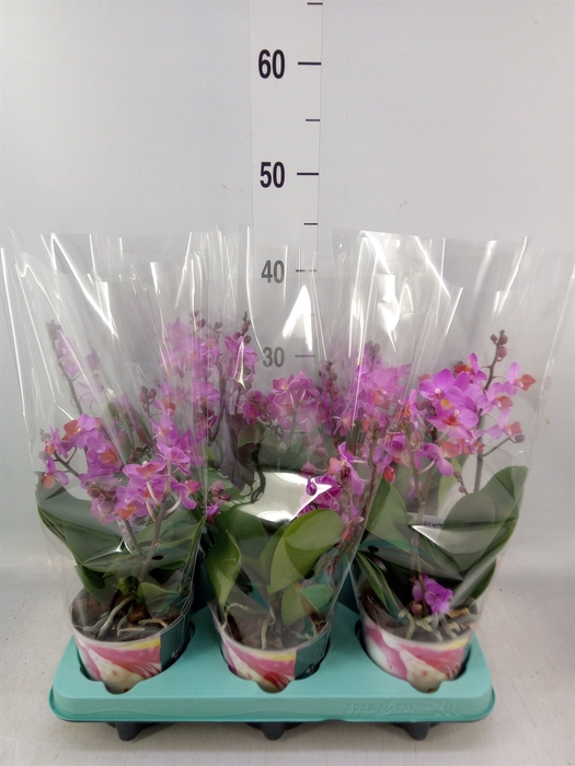 <h4>Phalaenopsis   ...lilac</h4>