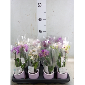 Phalaenopsis   ...mini