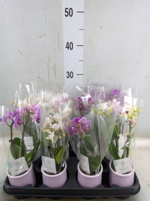 <h4>Phalaenopsis   ...mini</h4>