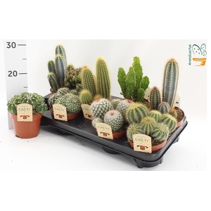 CACTUS GEM