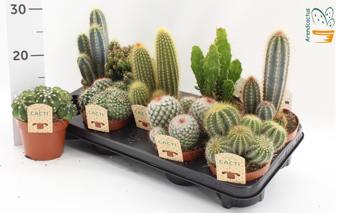 <h4>CACTUS GEM</h4>