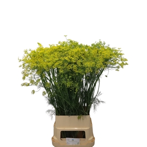 ANET GRAVEOLENS