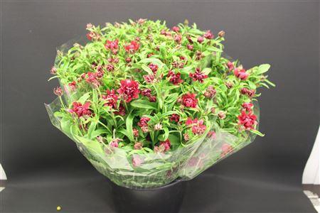 <h4>Ran Moderna Vega</h4>