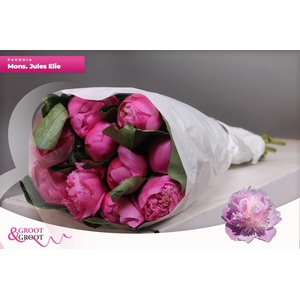 Paeonia Monsieur Jules Elie | Heavy Quality