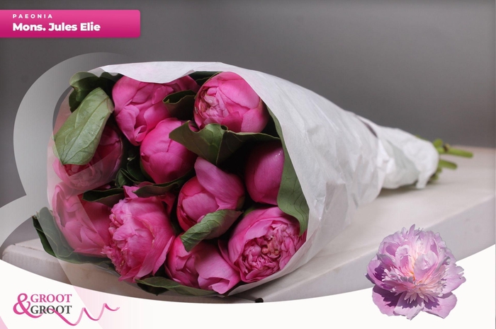 <h4>Paeonia Monsieur Jules Elie | Heavy Quality</h4>