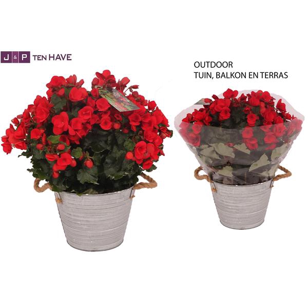<h4>Begonia ''Betulia Rood'' Outdoor in Zink Sierpot</h4>