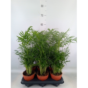Chamaedorea elegans
