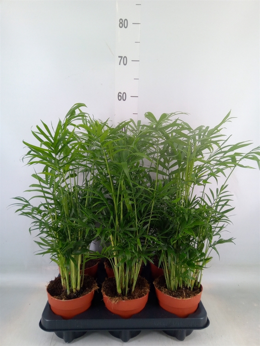 <h4>Chamaedorea elegans</h4>