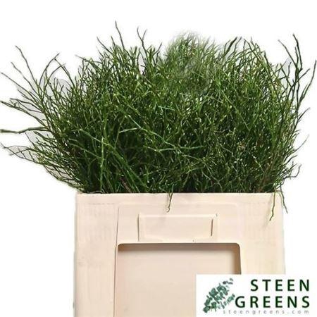 <h4>Vacc Myrtillus Heidebeer</h4>