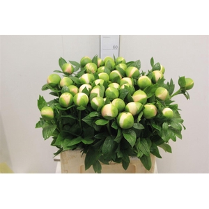 Paeo Col Owen Cousin Super!!