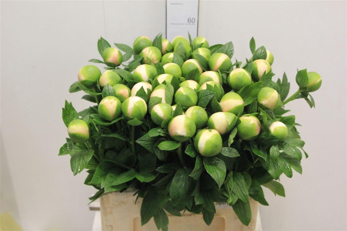 <h4>Paeo Col Owen Cousin Super!!</h4>