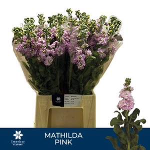 MATTH MATHILDA PINK