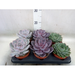 Echeveria   ...mix