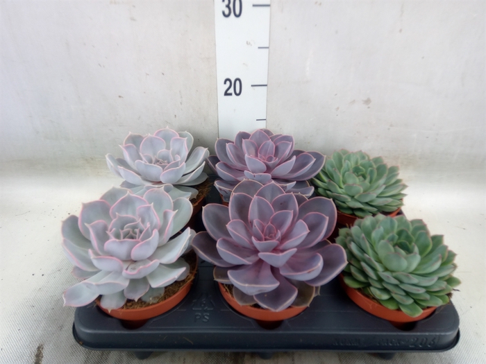 <h4>Echeveria   ...mix</h4>