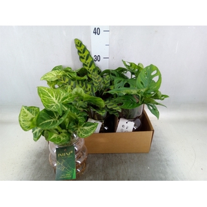 Planten  ..mix